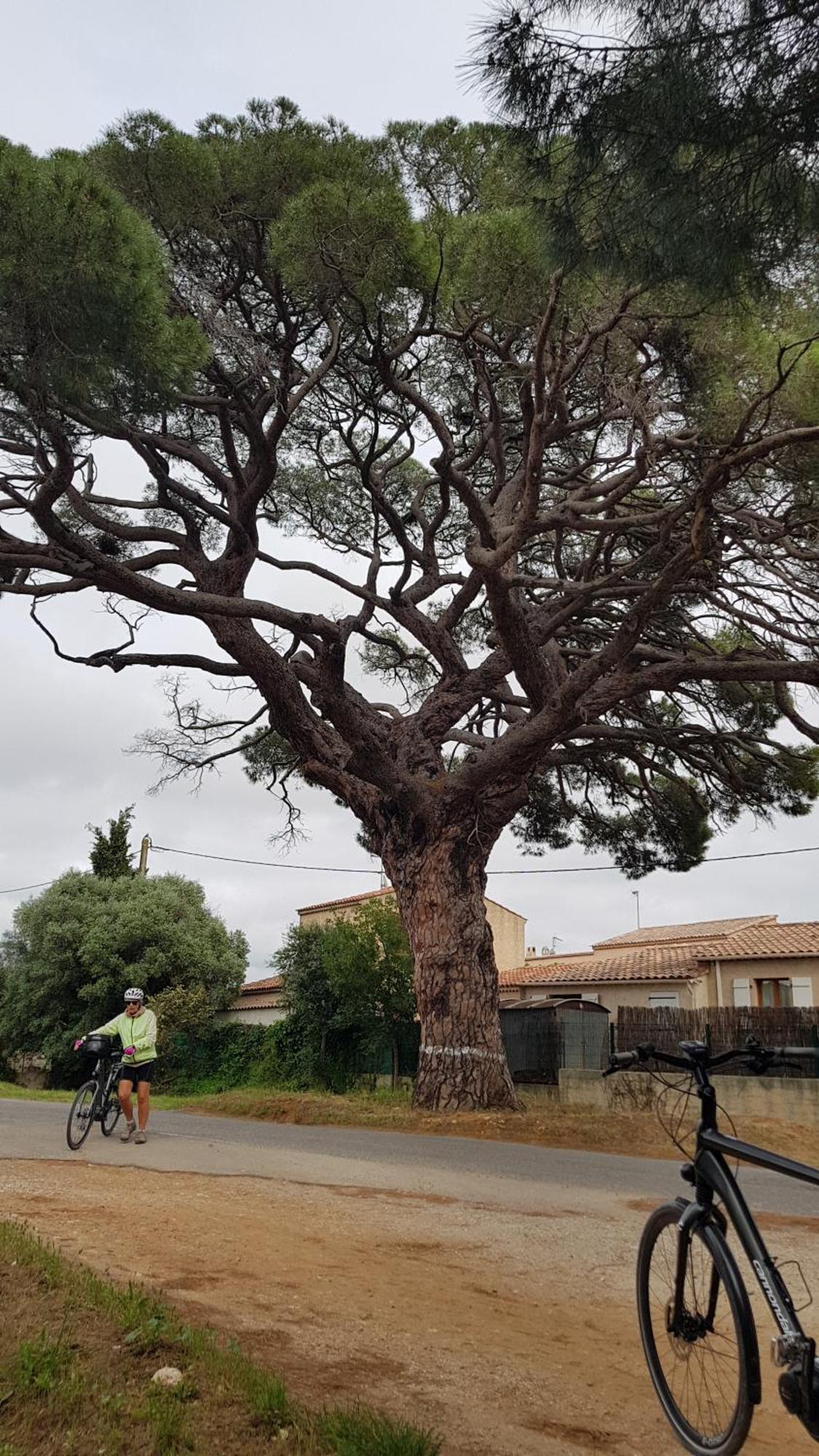 Apartamento Rez De Jardin T3 Recent Et Calme Au Nouvelles Terres A La Londe Les Maures Exterior foto